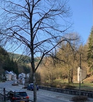 acheter maison 2 chambres 85 m² esch-sur-sure photo 2