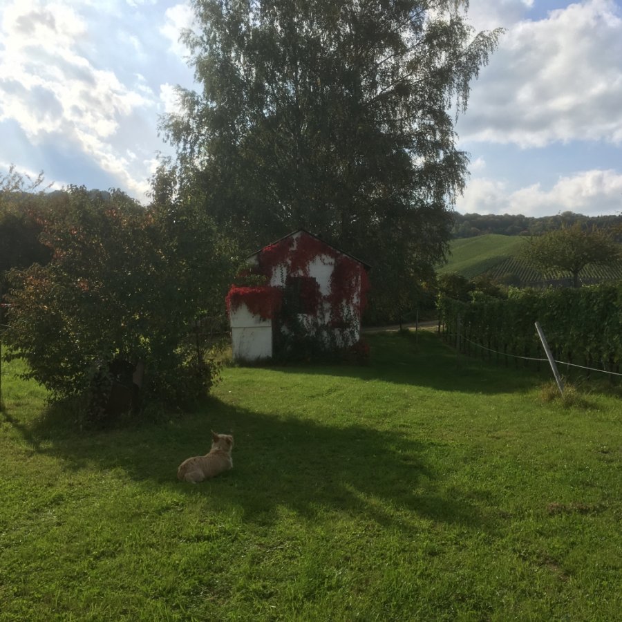 Terrain constructible à vendre à Schwebsange