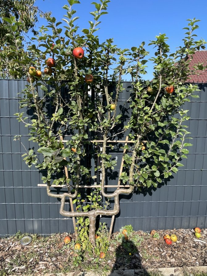 Maison individuelle à louer 3 chambres à Mondorf-Les-Bains