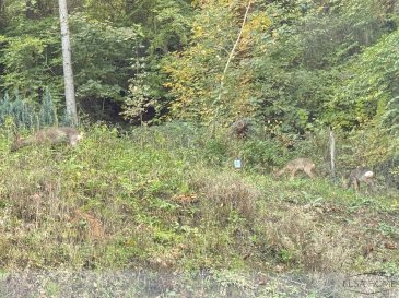 STRASSEN

Située au bord des forêts, cette magnifique maison aux multiples atouts, apporte un bien être à ses occupants.

Dès l'entrée, son hall distribue avec courtoisie le
rez-de-chaussée de la bâtisse en vous amenant à une grande pièce de vie qui peut se transformer en une chambre à coucher au lieu de la salle fitness actuellement.

Le rez-de-chaussée accueil également le grand garage pour deux véhicules, l'espace buanderie, cave, et la salle technique chaufferie.

Le bel escaliers emmenant au premier étage ou vous serez accueilli par son beau hall s'ouvrant sur le grand living et sa belle cuisine équipée à l'américaine. Ce grand espace de vie bénéficie d'une très belle clarté naturelle avec ses nombreuses portes fenêtres qui s'ouvrent sur terrasse, jardin et foret.

Deux grandes chambres à coucher comprenant leurs propres salle d'eau entièrement équipée avec douche, éviers et Wc 

Un WC séparé pour vos convives complète le premier étage de la maison.

En accédant au deuxième et dernier étage de la maison, cette partie se dédie au repos. 
Fort de ses trois chambres à coucher, dont deux possèdent leur salle d'eau avec douche et l'une baignoire, sont entièrement meublés avec tout le confort recherché.
La troisième chambre du plateau du deuxième étage reste une belle pièce de repos ou d'un grand bureau.

Cette très belle maison six chambres à coucher vous propose une très belle vue sur la foret et ses habitants nos amis les animaux biches et autres.

Pour toutes questions ou demandes d'informations, n'hésitez pas à nous contacter, nous serons toujours à votre service.

Agence ELSA'HOME à votre écoute pour la concrétisation de vos projets en toute confiance.

-------------------------------------------------------------------------

STRASSEN

Located on the edge of the forest, this magnificent house with its many assets brings well-being to its occupants.

Upon entering, the hall graciously distributes the
ground floor of the building, leading you to a large living room that can be converted into a bedroom instead of the current fitness room.

The ground floor also houses a large garage for two vehicles, a laundry area, a cellar and a boiler room.

A beautiful staircase leads to the first floor, where you are welcomed by a beautiful hall opening onto a large living room and a beautiful fitted American-style kitchen. This large living space benefits from beautiful natural light with its many French windows opening onto the terrace, garden, and forest.

Two large bedrooms with their own fully equipped bathrooms with showers, sinks, and WCs. 

A separate WC for your guests completes the first floor of the house.

The second and top floor of the house is dedicated to relaxation. 
It has three bedrooms, two of which have their own bathroom with shower and one with a bath, and are fully furnished with all the comforts you could wish for.
The third bedroom on the second floor is a beautiful room for relaxation or a large study.

This beautiful six-bedroom house offers a beautiful view of the forest and its inhabitants, our friends the deer and other animals.

If you have any questions or require further information, please do not hesitate to contact us. We are always at your service.

ELSA'HOME is here to help you realise your projects with complete confidence.