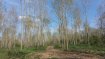 Terrain constructible Vente à Trélon - 43 200 € TRELON. Parcelle boisée sur plus de 4ha - frênes (Bois de chauffage)