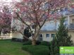 Appartement Location 3 chambres à Strassen - 1 950 € L’agence Sigelux SA vous propose en location un bel appartement avec 3 chambres à coucher au 4ième étage de la résidence «St.Laurent». Situé à L-8025 Strassen, 13, rue de l’église, l’appartement a une surface habitable de 110m2 et se compose comme suit : 1 Hall d'entrée, 1 séjour de +- 33 m2 avec accès balcon, 1 cuisine fermée bien équipée, 3 chambres à coucher, 1 salle de bain avec baignoire et double lavabo, 1 WC séparé, 1 débarras pour la machine à laver, 1 garage fermé pour une voiture et 1 cave.
---------------------
4ième étage :
- 1 hall d’entrée
- 1 living avec cheminée et accès balcon
- 1 cuisine équipée fermée avec accès balcon
- 3 chambre à coucher
- 1 salle de bain avec baignoire et double lavabo
- 1 W.C. séparé
- 1 Débarras
Au sous-sol :
- 1 Garage fermée pour une voiture
- 1 Cave
----------------------
SURFACES HABITABLE :
- Hall -Carrelage -13,50 m2
- Living -Parquet - 32,50 m2
- Cuisine équipée fermée -Carrelage -13,25 m2
- Chambre à coucher 1 -Parquet -15 m2
- Chambre à coucher 2 -Parquet -14 m2
- Chambre à coucher 3 -Parquet -11 m2
- Salle de bain -Carrelage -5,50 m2
- W.C. séparé -Carrelage -2,30 m2
- Débarras -Carrelage -2,30 m2
- Balcon -Carrelage -10,50m2
-----------------------------------------------------------------------------------------
LES +
- Peinture neuve,
- ascenseur,
- situation proche de toutes commodités,
- écoles primaires et crèches,
- centre commercial « Belle Etoile »,
- centre de loisirs aquatiques « les Thermes » ,
- clubs de sport,
- restaurants et cafés,
- très bonne desserte par les transports publics – Bus Ligne 222,
- orientation :ouest
-------------------------------------------------------------------------------------------
Adresse : 13, rue de l’église L-8025 Strassen
Loyer : € 1.950,- €
Charges : € 300,- €
Garantie bancaire : 3 mois
Frais d’agence : 1 loyer sans charges + 17% TVA
Disponibilité 1 février 2019