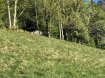 Terrain constructible Vente à La Bresse - 55 000 €